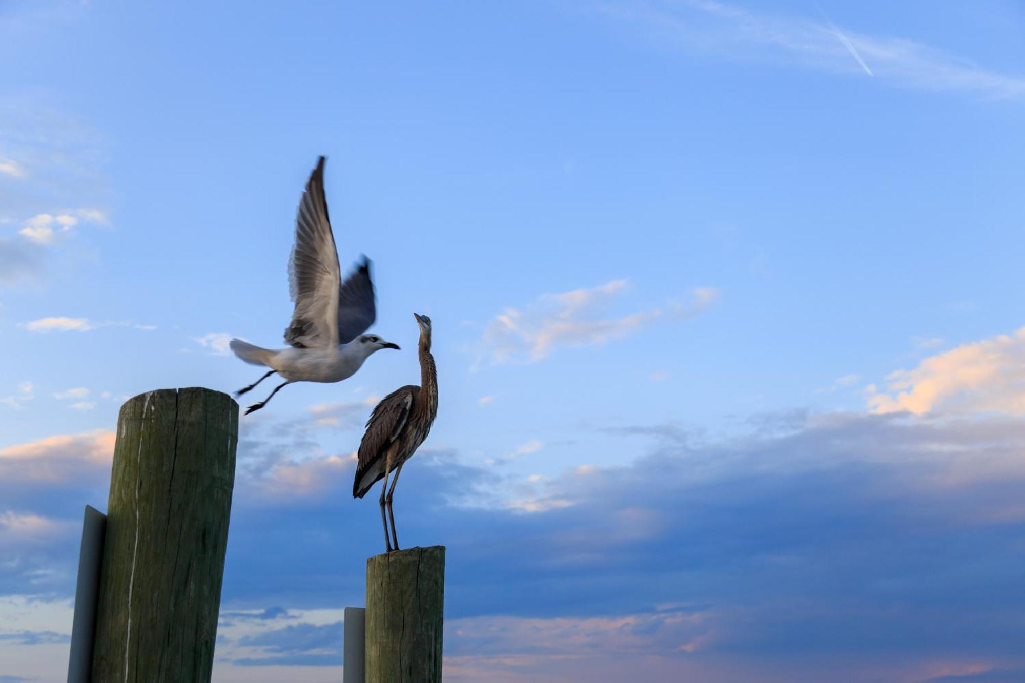 Forest Beach Villas Hilton Head Island Ruang foto